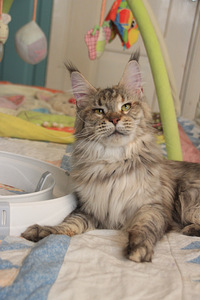 Maine Coon tyttö s. 19.05.24 (1 valokuva sivusta 7)