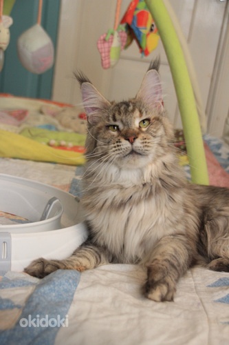 Maine Coon tyttö s. 19.05.24