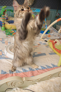 Maine Coon tyttö s. 19.05.24 (6 valokuva sivusta 7)