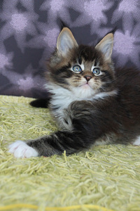 VARATTAVISSA Maine Coon pentuja (1 valokuva sivusta 4)