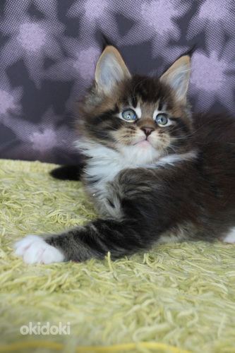 VARATTAVISSA Maine Coon pentuja