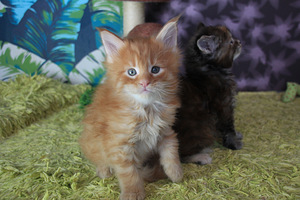 VARATTAVISSA Maine Coon pentuja (2 valokuva sivusta 4)