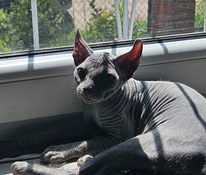 Pārdodu Kanādas sfinksu