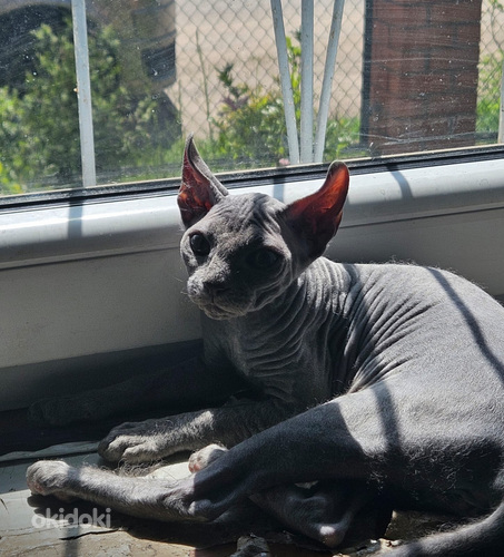 Продаю Канадского сфинкса