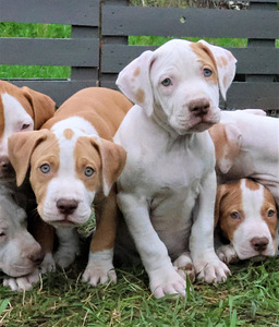 Amerikan Pit Bull Terrier pennut (8 valokuva sivusta 8)