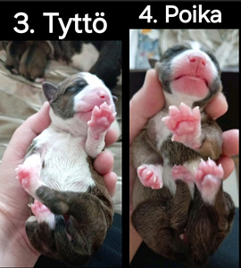 Myydään Amerikanstaffordshirenterrieri (2 valokuva sivusta 7)