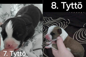 Myydään Amerikanstaffordshirenterrieri (4 valokuva sivusta 7)