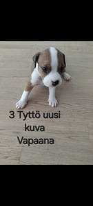 Myydään Amerikan stafforshirenterrieri amstaffi (3 valokuva sivusta 10)