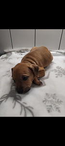 Amstaff pitbull canecorso mix (4 valokuva sivusta 6)