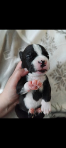 Amstaff pitbull mix pentuja (7 valokuva sivusta 7)