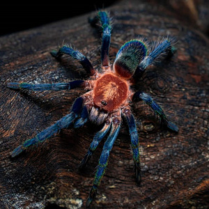 Holothele Longipes