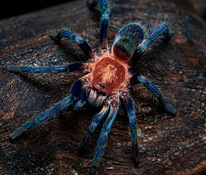 Holothele Longipes