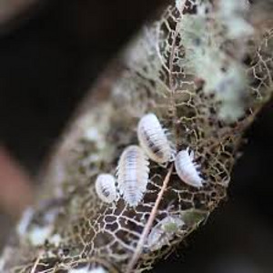 Trichorhina tomentosa (4 фото из 4)