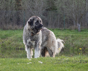 Kucēni (8 foto no 8)
