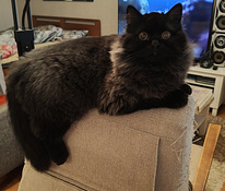 Pitkä karvainen poikapentu