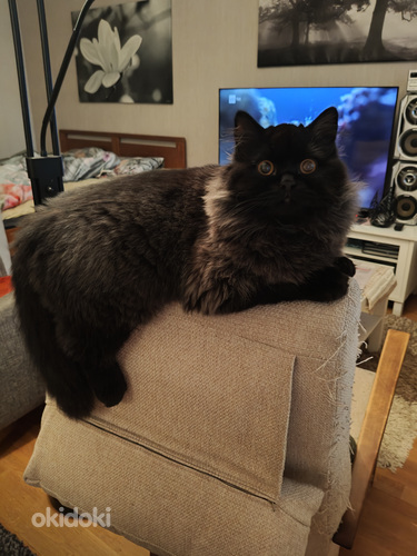 Pitkä karvainen poikapentu