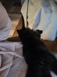 Pitkä karvainen poikapentu (3 valokuva sivusta 3)