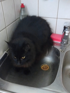 Maine Coon (3 valokuva sivusta 6)