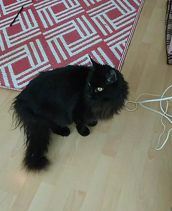Maine Coon (5 valokuva sivusta 6)