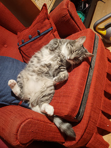 Maatiainen kissa (1 valokuva sivusta 1)