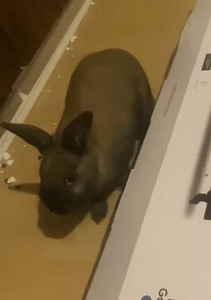Leikattu naaras kani (1 valokuva sivusta 1)
