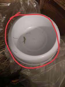 Kaks tyttö marsua (10 valokuva sivusta 10)