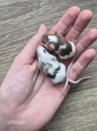 Kääbushiired