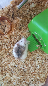 Hamsteri tüdruk