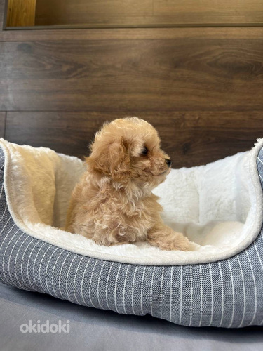 Müüa Maltipoo kutsikas