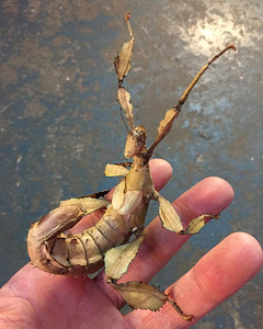 Austraalia pulkputuka/ extatosoma tiaratum munad (5 foto / 5)