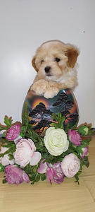 Maltipoo kucēni (2 foto no 8)