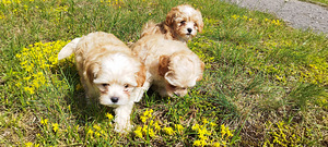 Maltipoo kucēni (5 foto no 8)