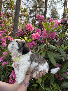 Shi-Tzu pentu (2 valokuva sivusta 6)