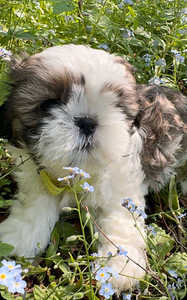 Shi-Tzu pentu (3 valokuva sivusta 6)