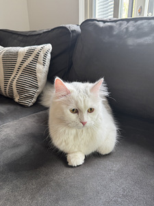 Kissa (3 valokuva sivusta 5)