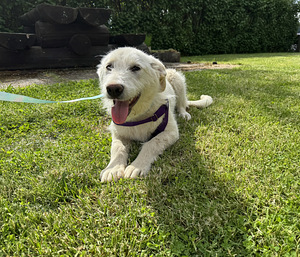Labradoodle