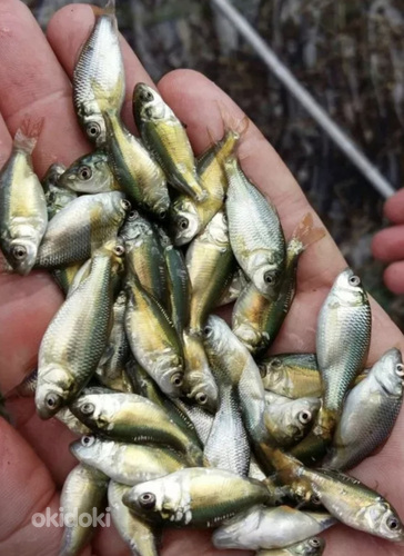 Продаём рыбу