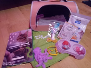 Puolipitkäkarvainen kissan pentue (4 valokuva sivusta 8)