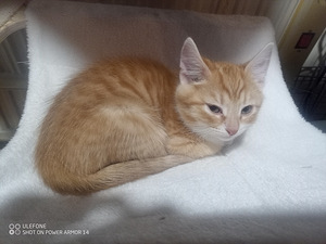 Puolipitkäkarvainen kissan pentue (7 valokuva sivusta 8)