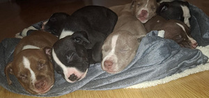 Suloiset bully/pitbull mixit