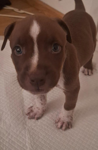Suloiset bully/pitbull mixit (2 valokuva sivusta 4)