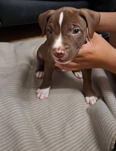 American bully pocket/ pitbull mix (3 valokuva sivusta 4)