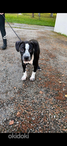 American bully/Pitbull