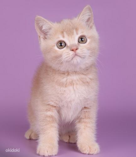 Шотландский прямоухий котенок с родословной (фото #1)