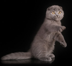 Lühikarvaline sinine Scottish Fold tüdruk (2 foto / 5)