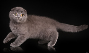 Lühikarvaline sinine Scottish Fold tüdruk (1 foto / 5)
