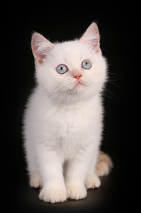 Scottish Straight lühikarvaline dokumentidega (4 foto / 4)