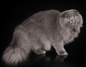 Scottish Fold pikakarvaline emane kass (1 foto / 2)