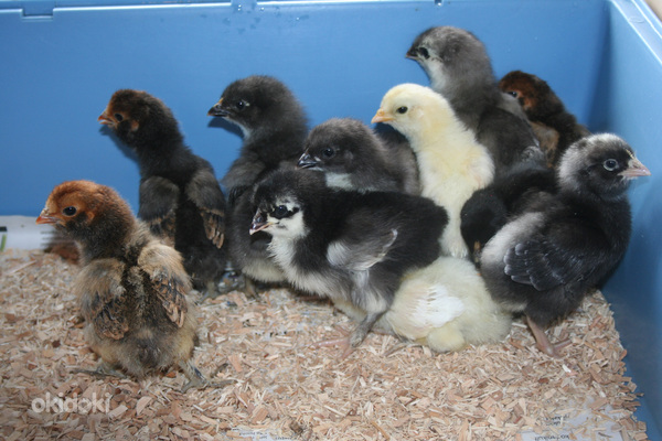 Продажа цыплят: Араукана (без хвоста), Павловская, Маранс. (фото #1)