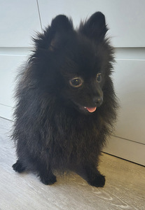 Pomeranian pentu (1 valokuva sivusta 4)